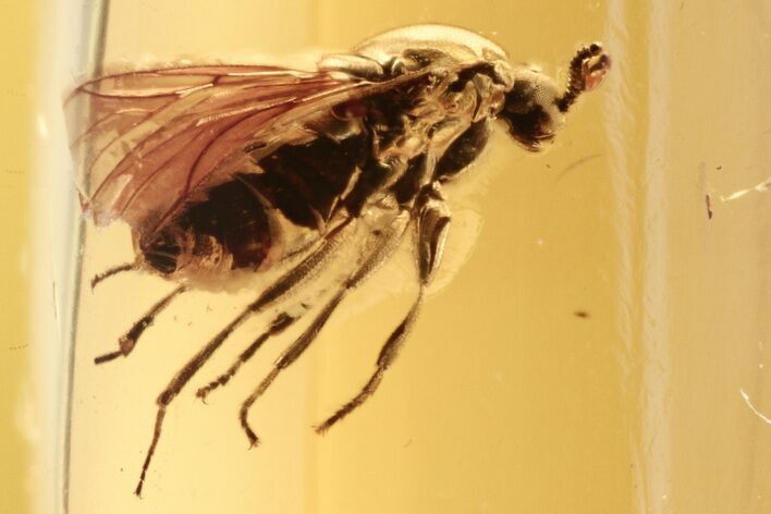 Uncommon Fossil Flies (Bibionidae & Scatopsidae) In Baltic Amber #272242
